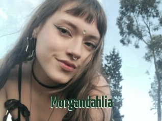 Morgandahlia